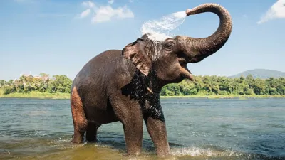 elephant-1.webp