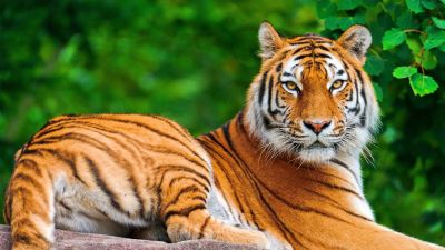 tiger-20231126094055.jpg
